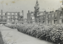 502926 Gezicht op het plantsoen met spiraea aan het Queeckhovenplein te Utrecht.